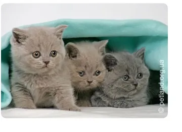 Чим годувати кошенят породи британська короткошерста (кошеня сухим кормом) Чим годувати кошенят породи британська короткошерста