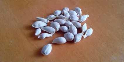 Чим корисні мандарини, їх кісточки і шкірка для організму людини (мандарини) Чим корисні мандарини, їх кісточки і шкірка для організму людини