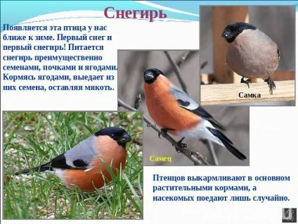 Чим харчуються снігурі взимку снігур (харчуються) Чим харчуються снігурі взимку снігур