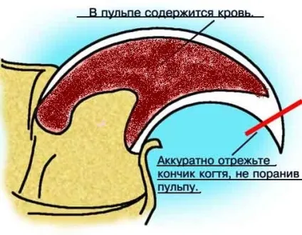 Що робити, якщо під час підстригання кігтів у собаки пішла кров (кігтів) Що робити, якщо під час підстригання кігтів у собаки пішла кров
