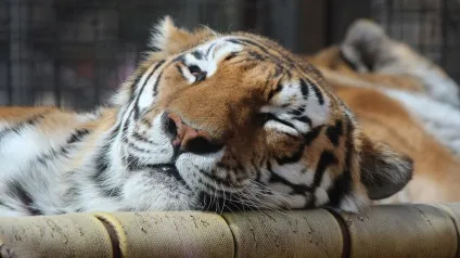 Що подивитися в Барселоні пам'ятки (подивитися) Що подивитися в Барселоні пам'ятки