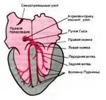 Що таке пучок Гіса