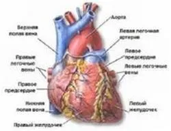 Що таке пучок Гіса