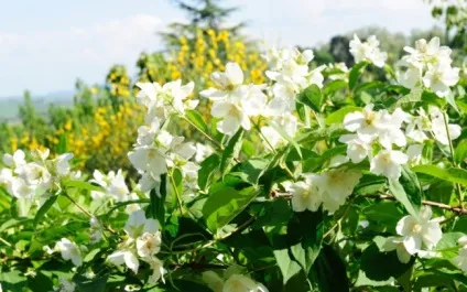 Бузок (чагарник жасмин) - 55 фото сорти і види, посадка і подальший догляд (сорти) Бузок (чагарник жасмин) - 55 фото сорти і види, посадка і подальший догляд