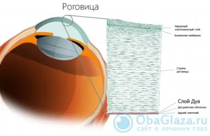 Що таке рогівка ока і її функції