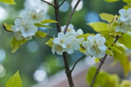 Бузок (чагарник жасмин) - 55 фото сорти і види, посадка і подальший догляд (чагарник) Бузок (чагарник жасмин) - 55 фото сорти і види, посадка і подальший догляд