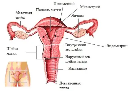 Що таке шийка матки і яку функцію вона виконує (шийка) Що таке шийка матки і яку функцію вона виконує