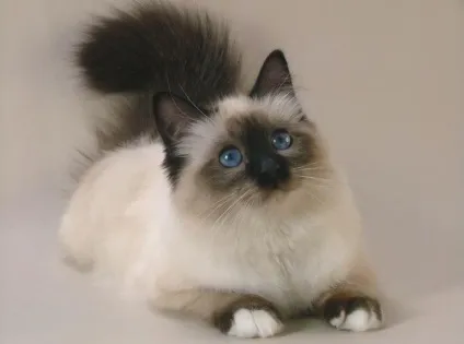 Цитати про котів