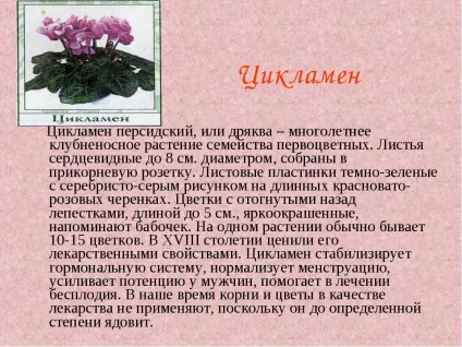 Цикламен квітів опис