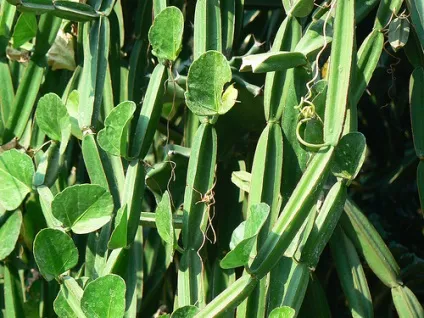 Циссус чотирикутний (cissus quadrangularis) для підтримки суглобів вичерпна інструкція