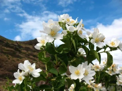 Бузок (чагарник жасмин) - 55 фото сорти і види, посадка і подальший догляд (сорти) Бузок (чагарник жасмин) - 55 фото сорти і види, посадка і подальший догляд