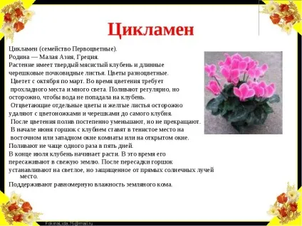 Цикламен квітів опис