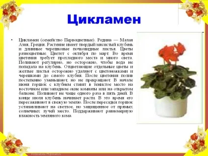 Цикламен квітів опис