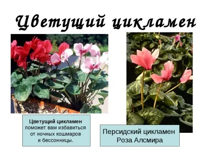 Цикламен квітів опис