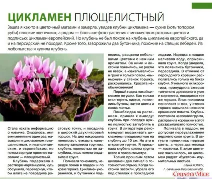 Цикламен квітів опис