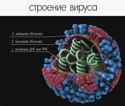 Що таке вірус і як його перемогти (немає застуд і грипу!) Що таке вірус і як його перемогти