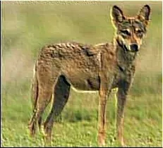 Дальні і близькі родичі собаки, thai ridgeback (сімейство собачих) Дальні і близькі родичі собаки, thai ridgeback