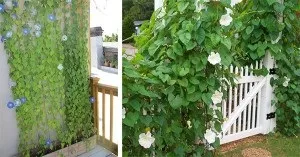 Квітучий килим з іпомеї посадка і догляд, фото (іпомеї) Квітучий килим з іпомеї посадка і догляд, фото