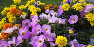 Квіти вересня на дачних ділянках (дачних) Квіти вересня на дачних ділянках