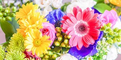 Квіти вересня на дачних ділянках (ділянках) Квіти вересня на дачних ділянках