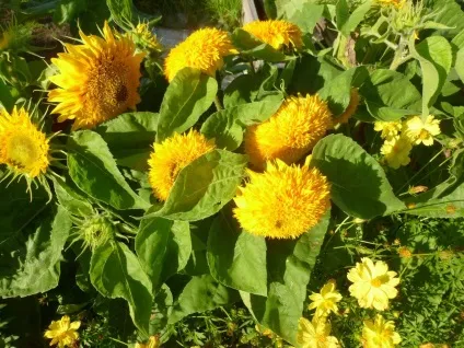 Квіти вересня на дачних ділянках (квіти) Квіти вересня на дачних ділянках