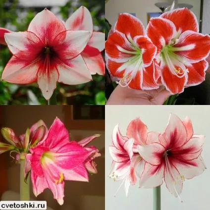 Квіти амариліс в домашніх умовах догляд і посадка, чому не цвіте (з фото) (амариліс) Квіти амариліс в домашніх умовах догляд і посадка, чому не цвіте (з фото)