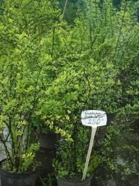 Сільський портал - ландшафтний дизайн що цікавого продають (дизайн квіти чагарники) Сільський портал - ландшафтний дизайн що цікавого продають