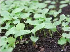 Дельфініум посів насіння і вирощування розсади (розсади) Дельфініум посів насіння і вирощування розсади