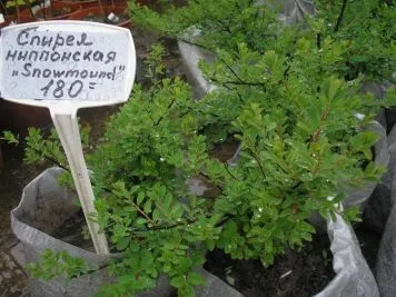 Сільський портал - ландшафтний дизайн що цікавого продають (дизайн квіти чагарники дерева) Сільський портал - ландшафтний дизайн що цікавого продають