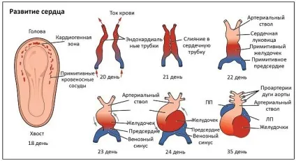 Декстрокардія серця що це, ознаки, прояви на ЕКГ (декстрокардія) Декстрокардія серця що це, ознаки, прояви на ЕКГ