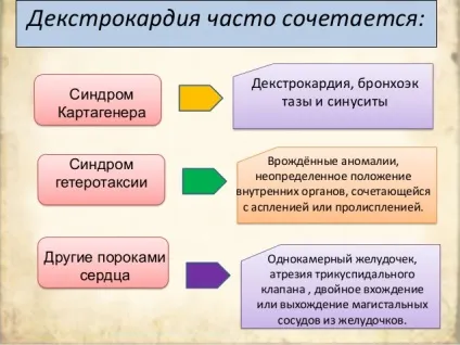 Декстрокардія її особливості і причини (внутрішньоутробного розвитку плода) Декстрокардія її особливості і причини