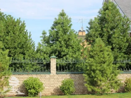 Дерево кедр фото і опис видів кедрової сосни, догляд і вирощування кедра (кедрової) Дерево кедр фото і опис видів кедрової сосни, догляд і вирощування кедра