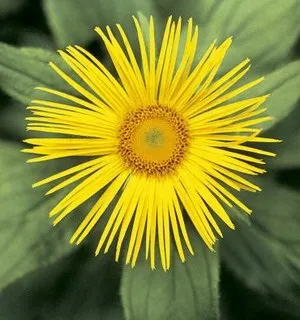 Дивосил (inula) опис властивостей квітки з фото, застосування і види - високий оман, (квітки) Дивосил (inula) опис властивостей квітки з фото, застосування і види - високий оман,