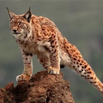 Дикі кішки