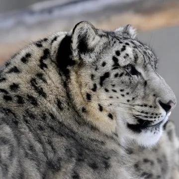 Дикі кішки