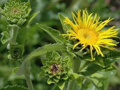 Дивосил (inula) опис властивостей квітки з фото, застосування і види - високий оман, (оман) Дивосил (inula) опис властивостей квітки з фото, застосування і види - високий оман,