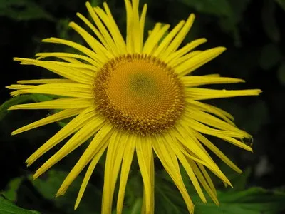 Дивосил (inula) опис властивостей квітки з фото, застосування і види - високий оман, (властивостей) Дивосил (inula) опис властивостей квітки з фото, застосування і види - високий оман,