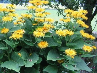 Дивосил (inula) опис властивостей квітки з фото, застосування і види - високий оман, (опис) Дивосил (inula) опис властивостей квітки з фото, застосування і види - високий оман,