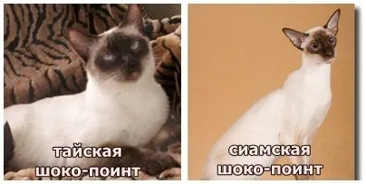 Чи справді сіамські кішки злі і підступні (злі) Чи справді сіамські кішки злі і підступні