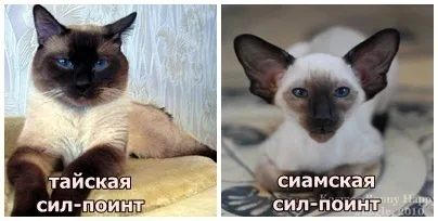 Чи справді сіамські кішки злі і підступні (кішка) Чи справді сіамські кішки злі і підступні