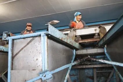 Як обробляють рибу, як це зроблено