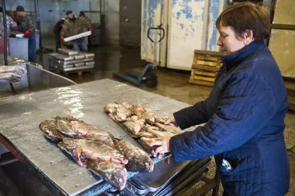 Як обробляють рибу, як це зроблено