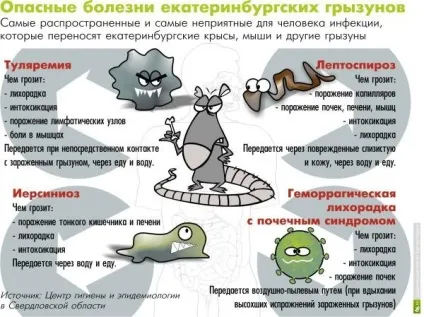 Як назавжди позбутися від мишей на дачі, садовій ділянці фото і відео огляд методів боротьби з (позбутися) Як назавжди позбутися від мишей на дачі, садовій ділянці фото і відео огляд методів боротьби з
