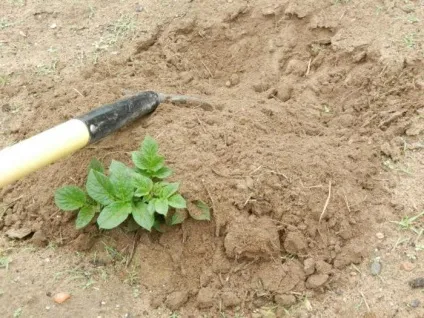 Як підгортати картоплю мотоблоком і вручну (картоплю) Як підгортати картоплю мотоблоком і вручну
