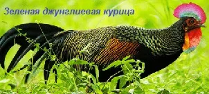 Домашні кури та їх родичі з давніх-давен і до наших днів (кури) Домашні кури та їх родичі з давніх-давен і до наших днів