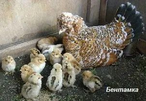 Домашні кури та їх родичі з давніх-давен і до наших днів (домашні) Домашні кури та їх родичі з давніх-давен і до наших днів