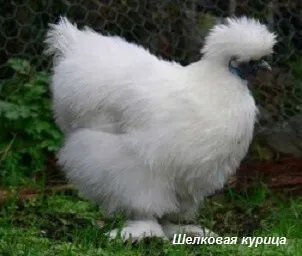Домашні кури та їх родичі з давніх-давен і до наших днів (кури) Домашні кури та їх родичі з давніх-давен і до наших днів