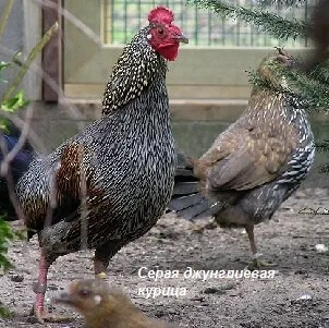 Домашні кури та їх родичі з давніх-давен і до наших днів (наших) Домашні кури та їх родичі з давніх-давен і до наших днів