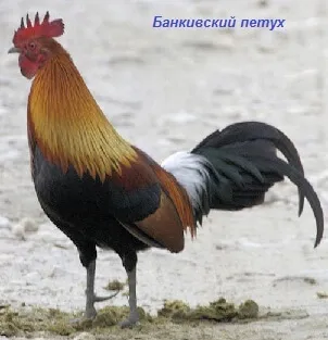 Домашні кури та їх родичі з давніх-давен і до наших днів (днів) Домашні кури та їх родичі з давніх-давен і до наших днів