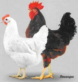 Домашні кури та їх родичі з давніх-давен і до наших днів (домашні) Домашні кури та їх родичі з давніх-давен і до наших днів
